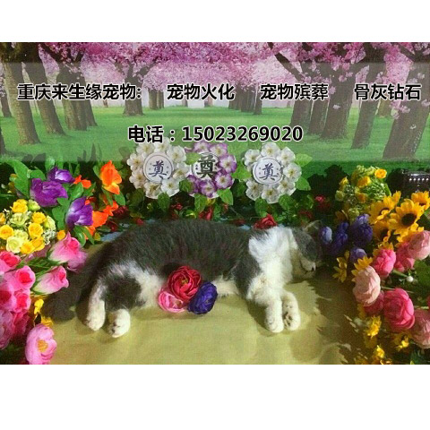 重庆宠物火化来生缘如何防止宠物火化殡葬中的那些猫腻？